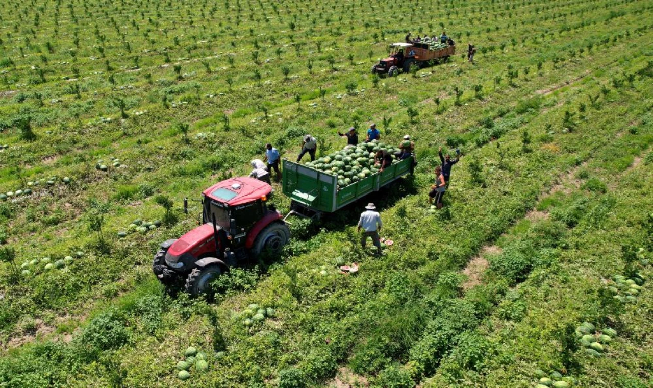 Adana'da karpuz fiyatları güncellendi