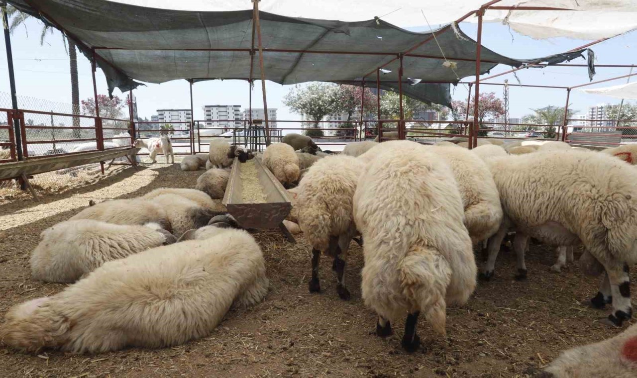 Çukurova’da kurban satış alanları denetleniyor