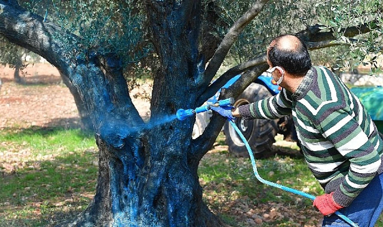 Bordo bulamacı zeytin üreticisine “ilaç” oldu