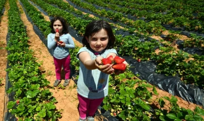 ’Hüyük Çileği’ Konya’nın ilk tescillisi oldu